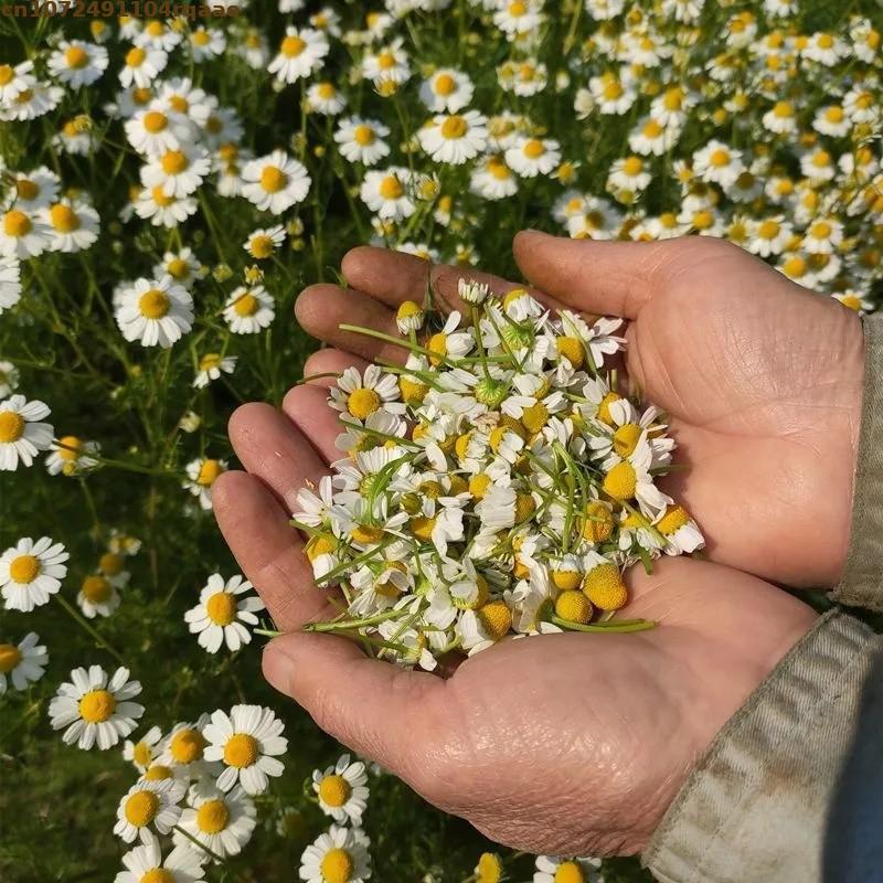 Fleurs de Camomille Séchées Na - Chamomile Tea avis et prix